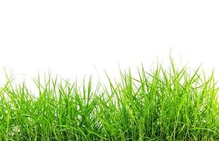 green grass on white background photo