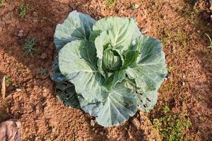 cabbage field on the mountain,Phu tabberk ,Petchabun,Thailand photo