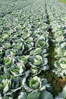 Many green cabbages in the agriculture fields photo