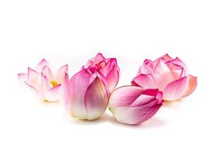 Pink lotus flower beautiful lotus. photo