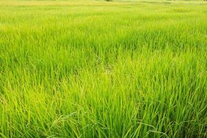 campo de arroz de arroz en el cielo azul foto