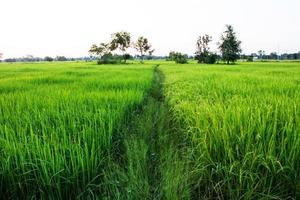 reen rice field and blue sky, In Asia photo