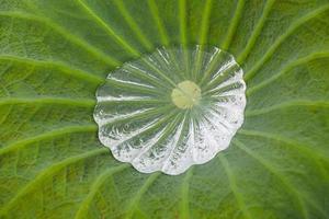 Drop water on the Lotus leaf photo