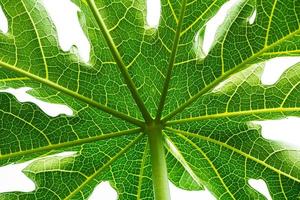 Papaya Leaf isolated photo