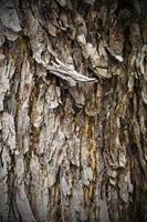 Old Wood Tree Texture Background Pattern photo