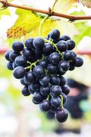 bunch of red grapes on the vine with green leaves photo