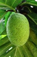 fruta del pan en su árbol foto