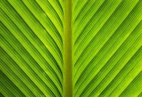 fresh green leaf as background photo