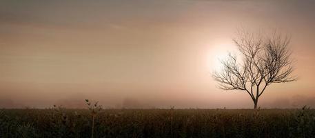 Sunset with silhouette tree panorama view.3d rendering photo