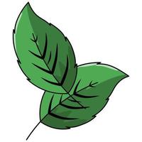 fresh green leaf vector illustration on white background