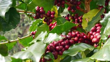 El viento sopla el árbol de café maduro en la zona montañosa de Chiangmai, Tailandia video