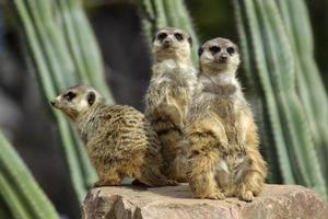 Group of meerkats climbed on a rock to be vigilant against predators