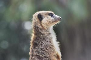 Meerkat, suricata watching over and protecting the herd. photo