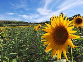 hermoso campo de girasoles, escena rural foto