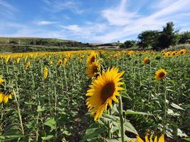 campo de girasoles al atardecer especial para aceite de girasol foto