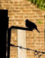 Silhouette of a dove, naturally backlited photo