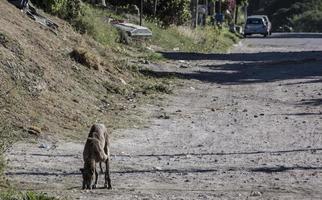 perro hambriento tratando de encontrar comida en un camino sucio de una ciudad pobre foto