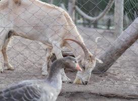 Goat behind the fence, with goose passing by photo