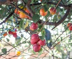 árbol lleno de ciruelas foto