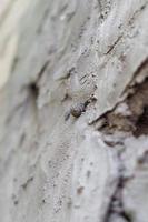 Selective focus of a snail on a wall photo