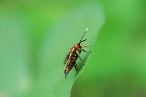 una polilla naranja encaramada en una hoja verde, macrofotografía foto