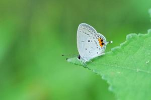 una toma poco profunda de una mariposa cupido india cupido lacturnus en una hoja foto