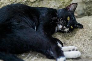 Indonesian domestic yellow eyed black cat is lying on a big rock and observing something. This picture was in Yogyakarta,  Indonesia photo