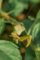 macro photography of a praying mantis is eating small insects in the foliage bush, closeup and detail head photo