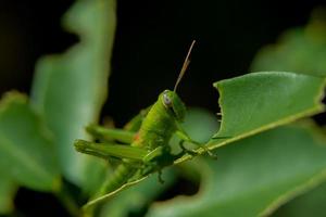 fotografía macro de un saltamontes verde comiendo una hoja de naranja, saltamontes de primer plano foto