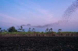flog of bats fly over agriculture field seeking for food in evening silhouette on twilight sky photo