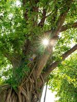 sunlight ray shines through green leaves of banyan tree photo