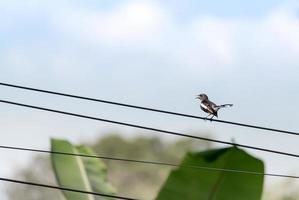 small bird with beak open standing on electrical wire in rural photo