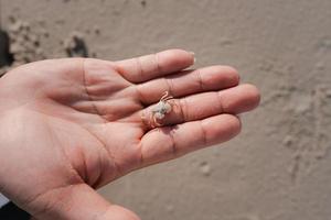 small white ghost carb on man big hand photo