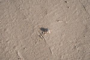 textura de arena marrón húmeda con un pequeño carbohidrato fantasma blanco foto