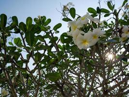 frangipani flowers on tree branches photo