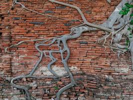 Raíces de árbol de banyan en la vieja pared de ladrillo rojo agrietado foto