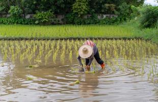 granjero asiático no identificado plantando arroz en un campo de arroz verde fresco foto