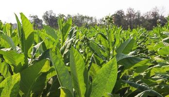 green tobacco in the field photo