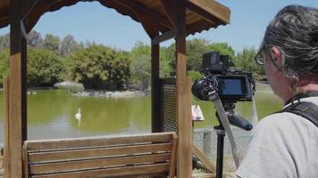 videografo della natura che spara agli uccelli nel lago verde nel parco video