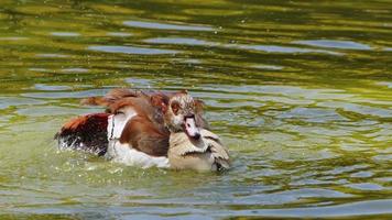 bando de patos selvagens flutuando no lago video