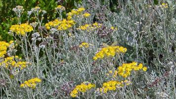 schmetterling und gelbe blumen im sommer video