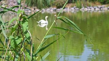 cigno bianco che nuota nel lago verde video