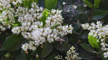 filmer med bin som flyger blommor. video