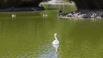 White Swan Swimming in the Green Lake