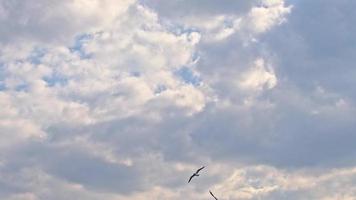 flock av måsar fåglar skyhög himmel video