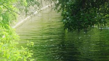 Flowers And Trees Hanging In The River Stream In Summer video