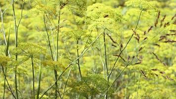 Bienen auf Blumen arbeiten video