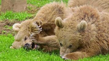 ours bruns jouant sur l'herbe verte video