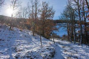 bosque nevado con cielo azul y sol brillante foto