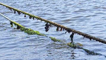 mexilhões e algas presas à corda marinha video